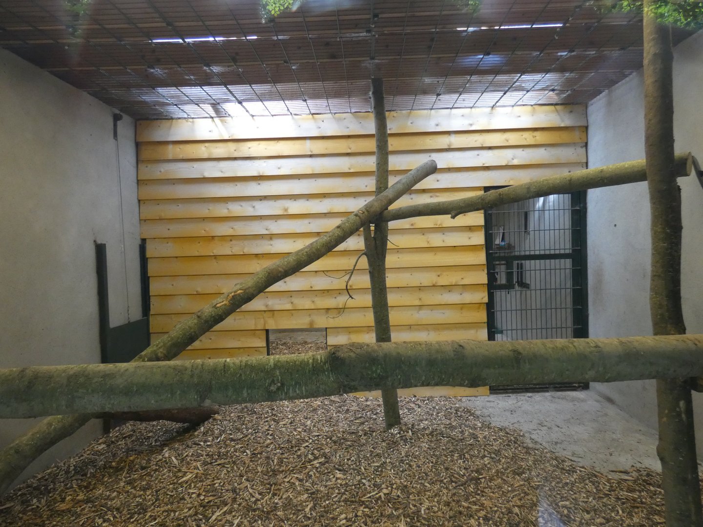 Amur leopard indoor enclosure