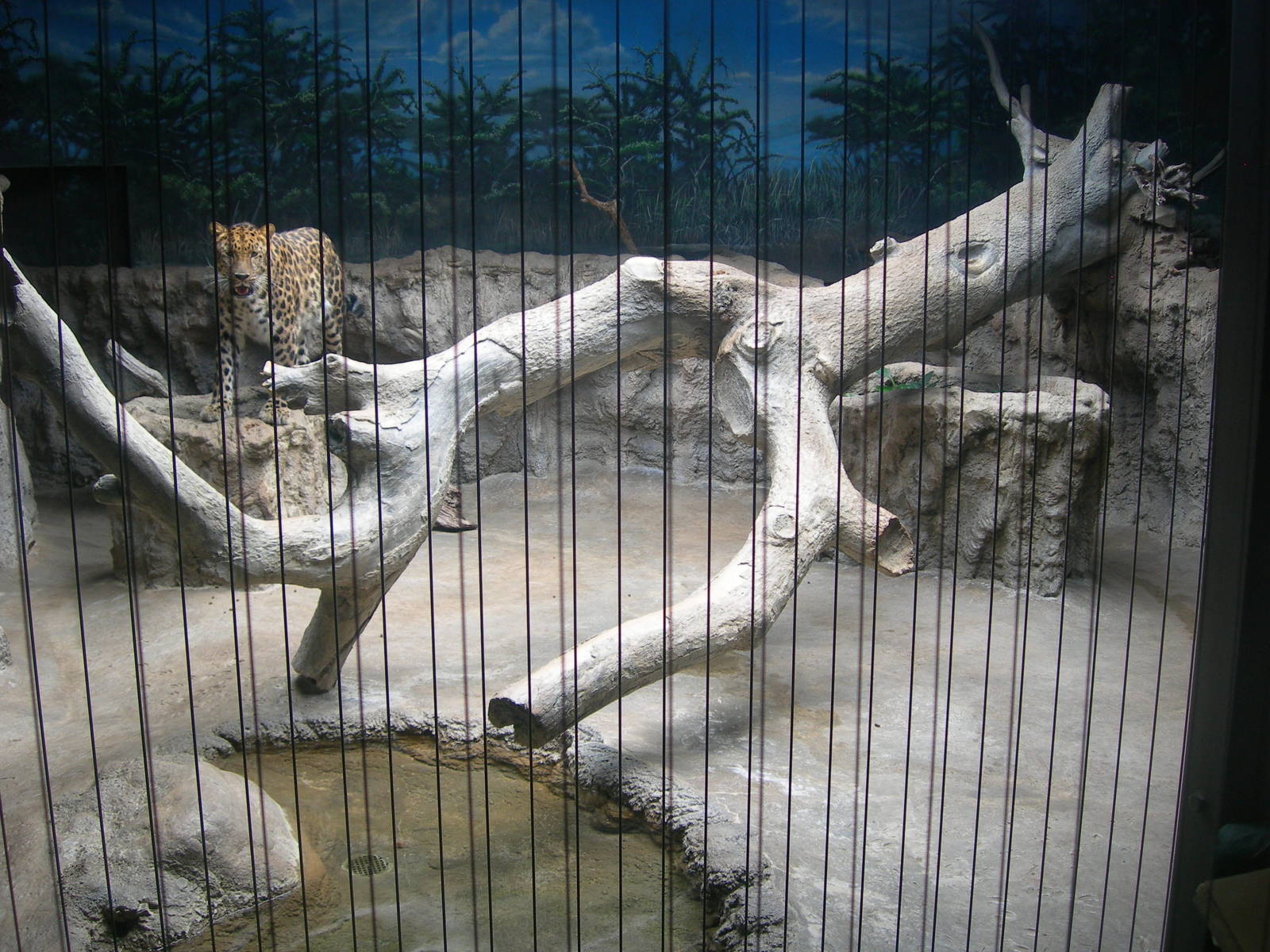 Amur Leopard indoor Exhibit