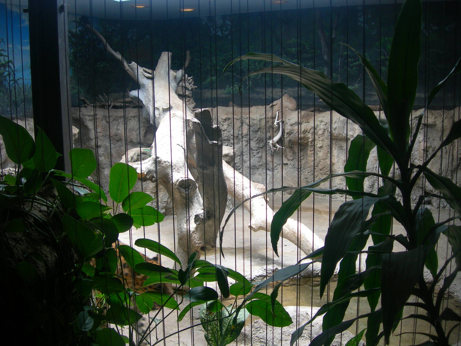 Amur Leopard indoor Exhibit