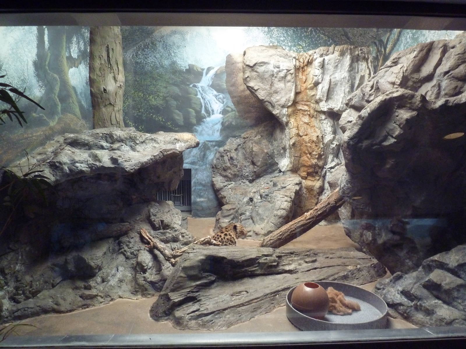 Amur Leopard Indoor Exhibit