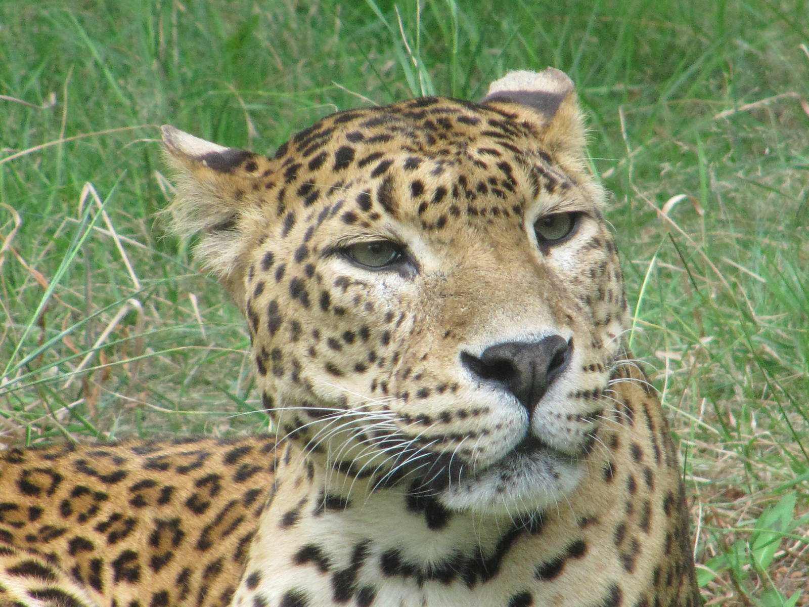 Amur Leopard july 2010