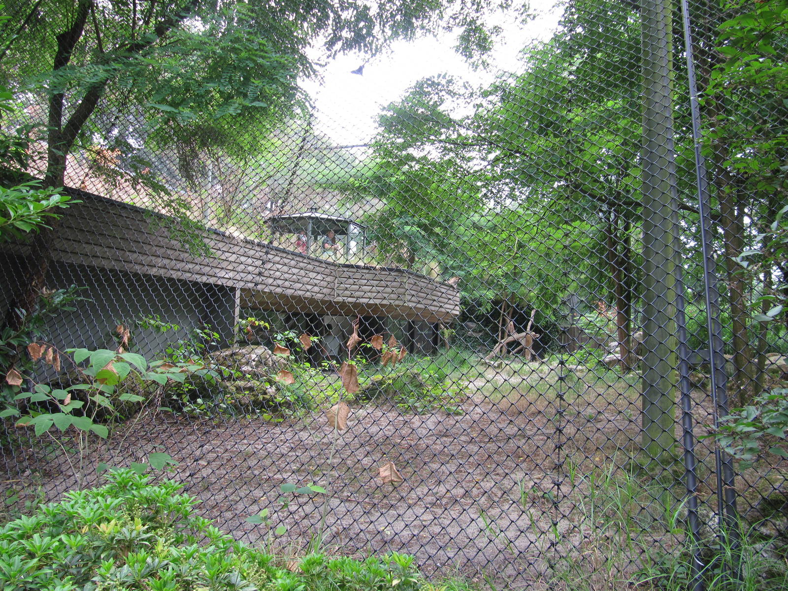 Amur Leopard july 2010