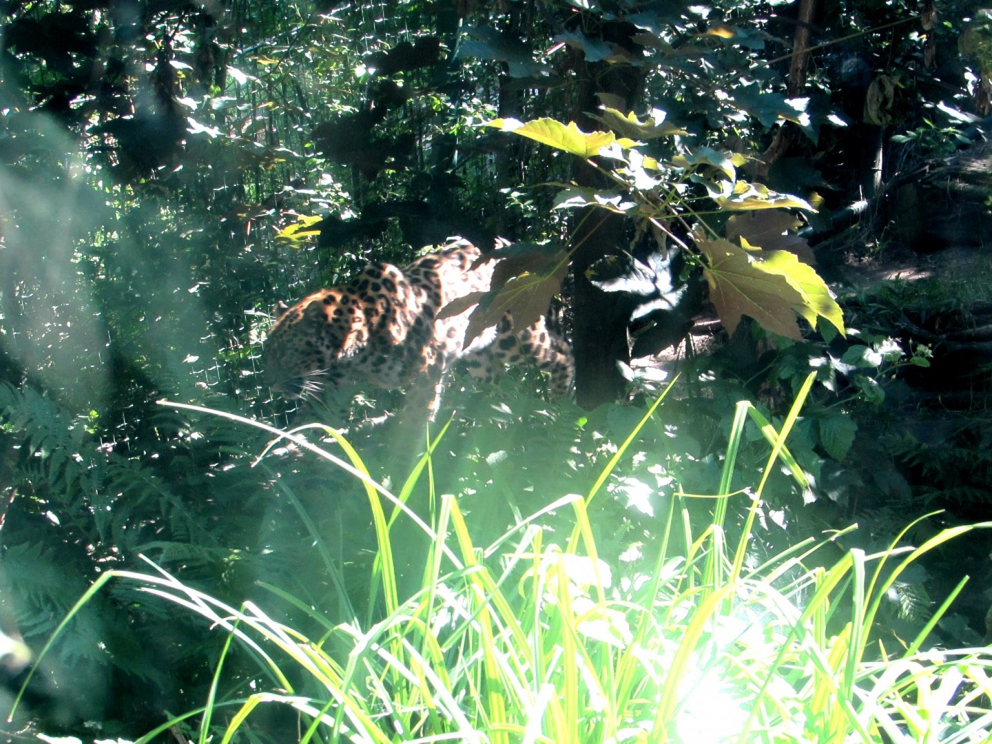 Amur Leopard - July/2017