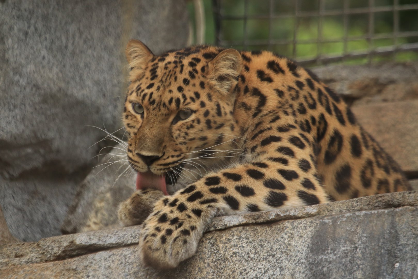 Amur leopard (June 2019)