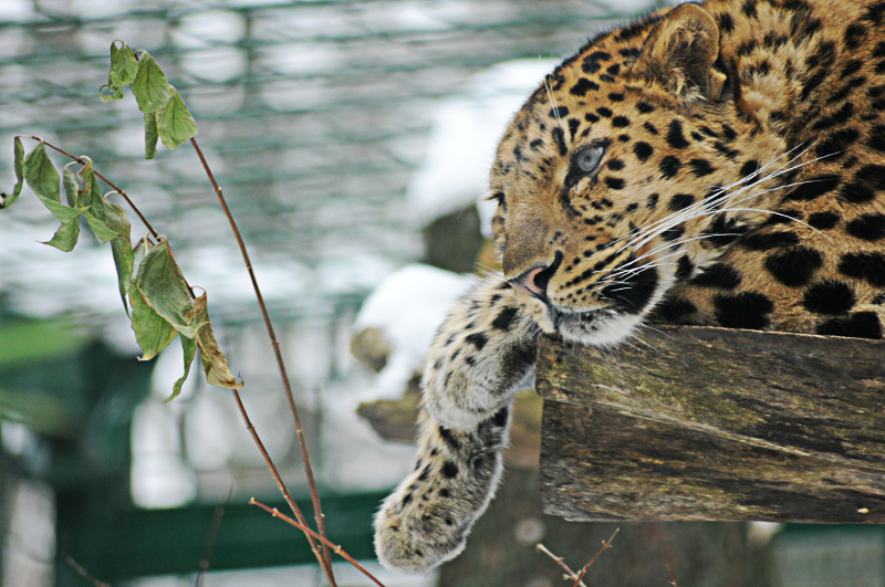 Amur leopard Kiska at Dortmund