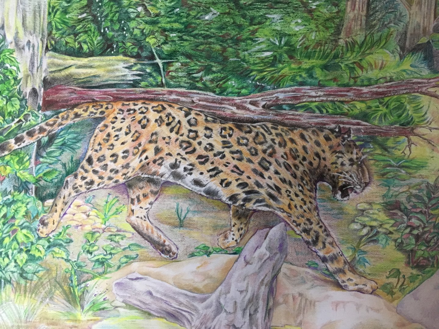 Amur Leopard Kolya