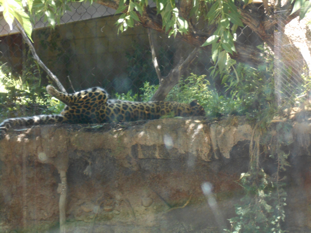 Amur leopard leg cramp