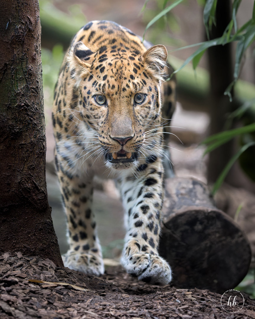 Amur Leopard (m) Crispin / Colchester Zoo / 31-7-23