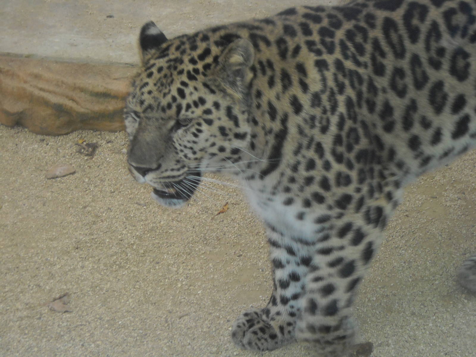 Amur Leopard Male West Midlands