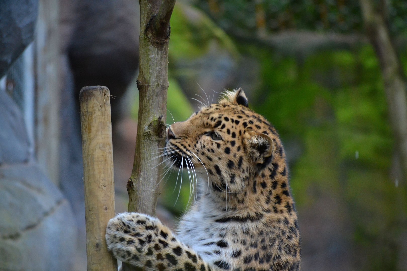 Amur Leopard - March 2017