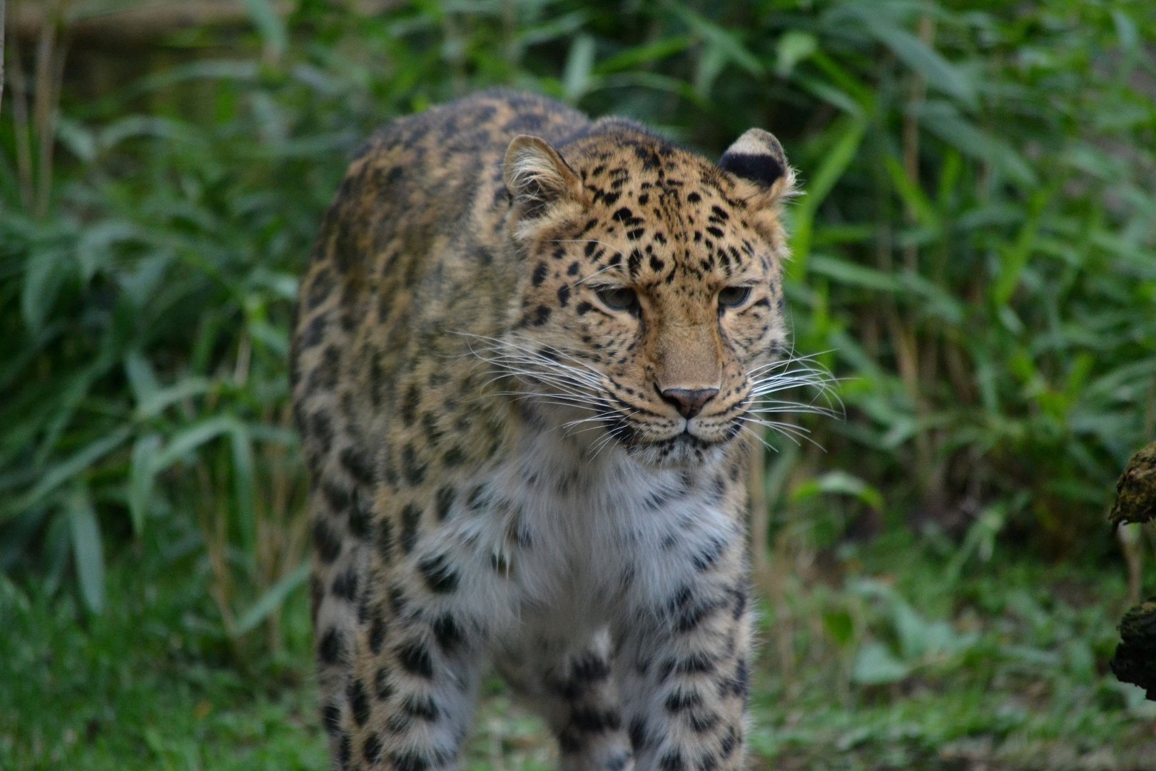 Amur Leopard - March 2017