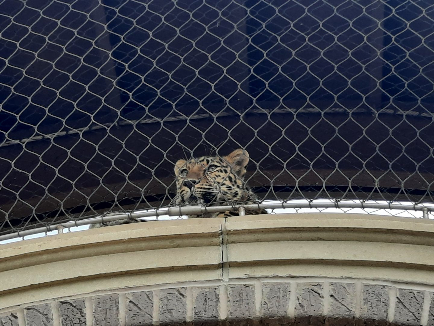 Amur Leopard - Marta