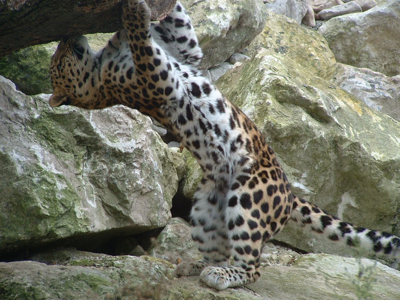 Amur Leopard - Marwell 2005