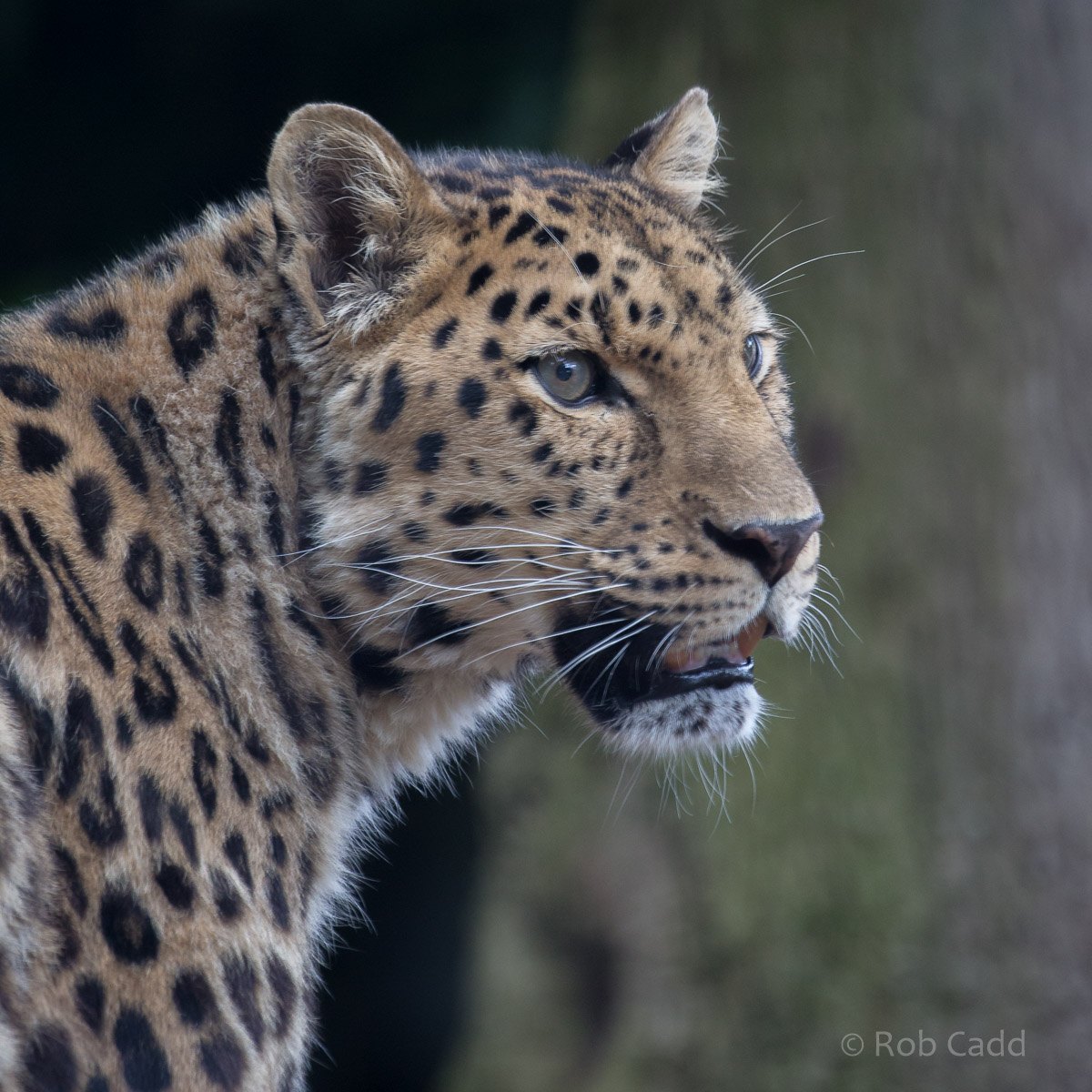 Amur leopard : Marwell : 29 Jul 2016