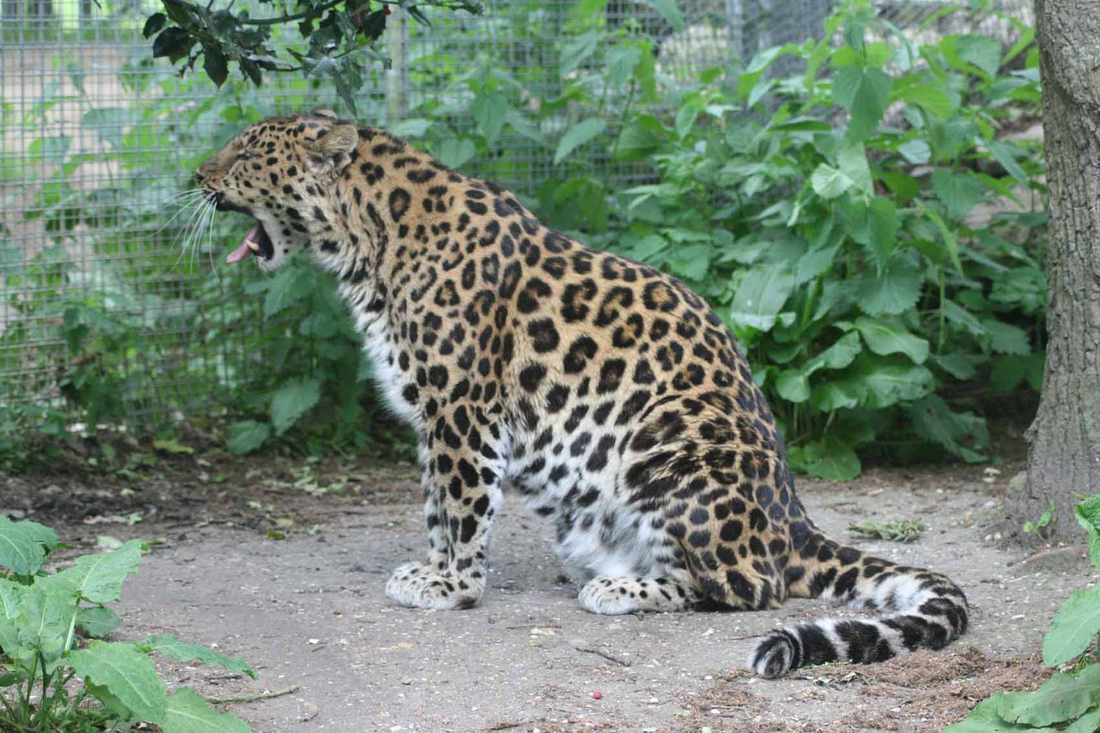 Amur Leopard, Marwell Wildlife