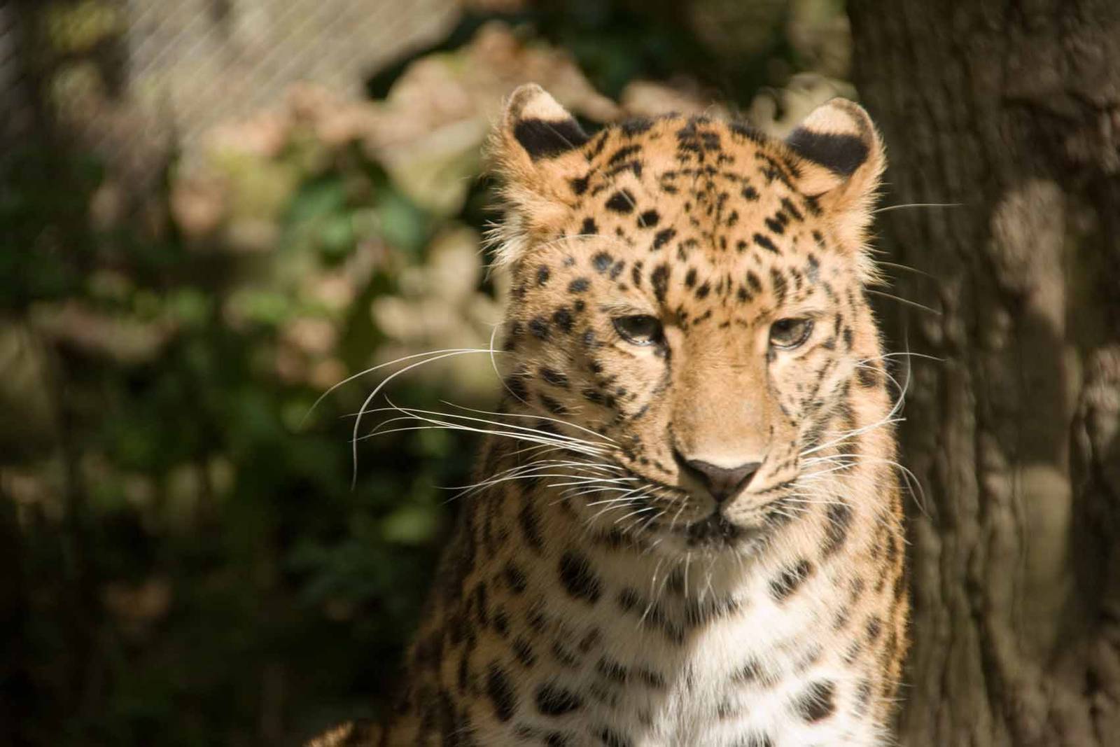 Amur Leopard, Marwell Wildlife