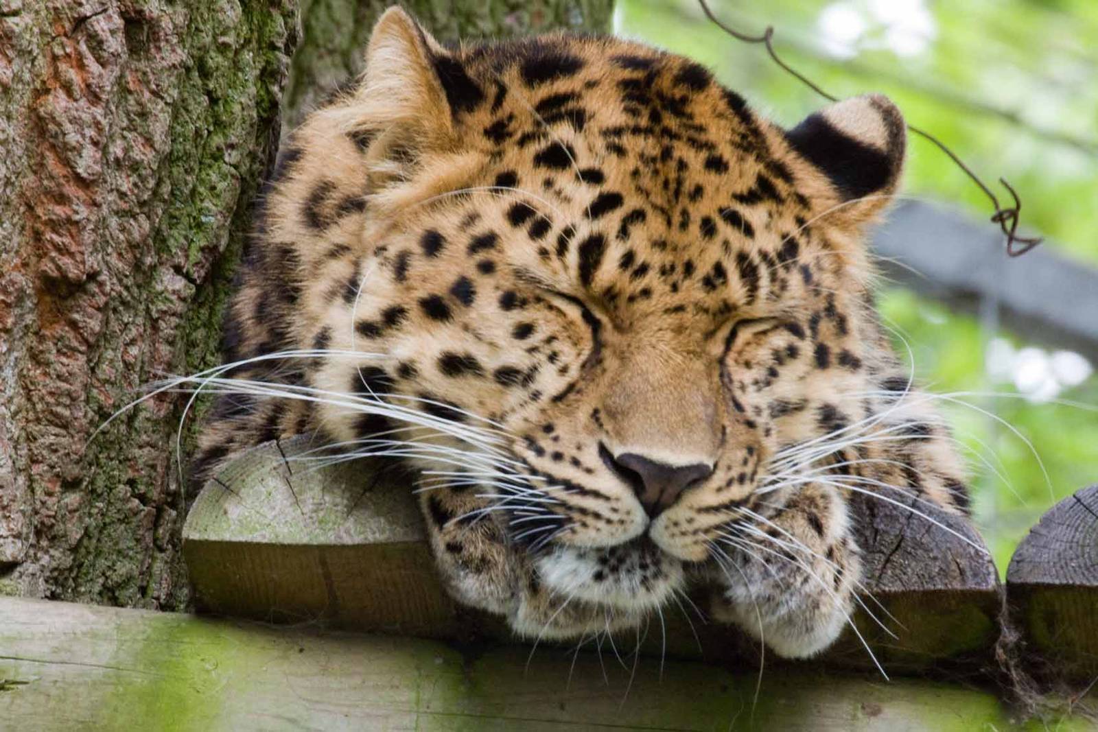 Amur Leopard, Marwell Wildlife