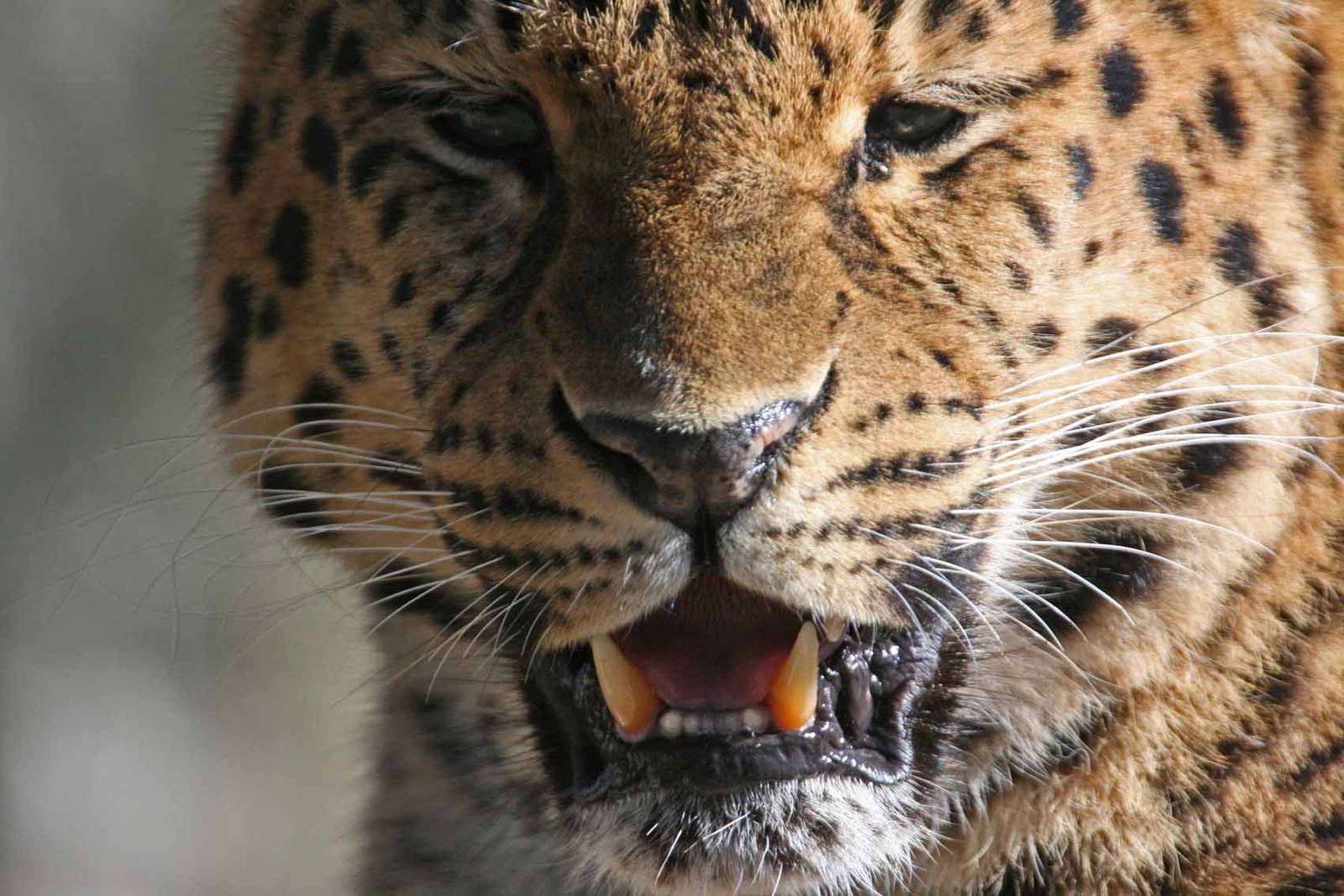 Amur Leopard, Marwell Wildlife