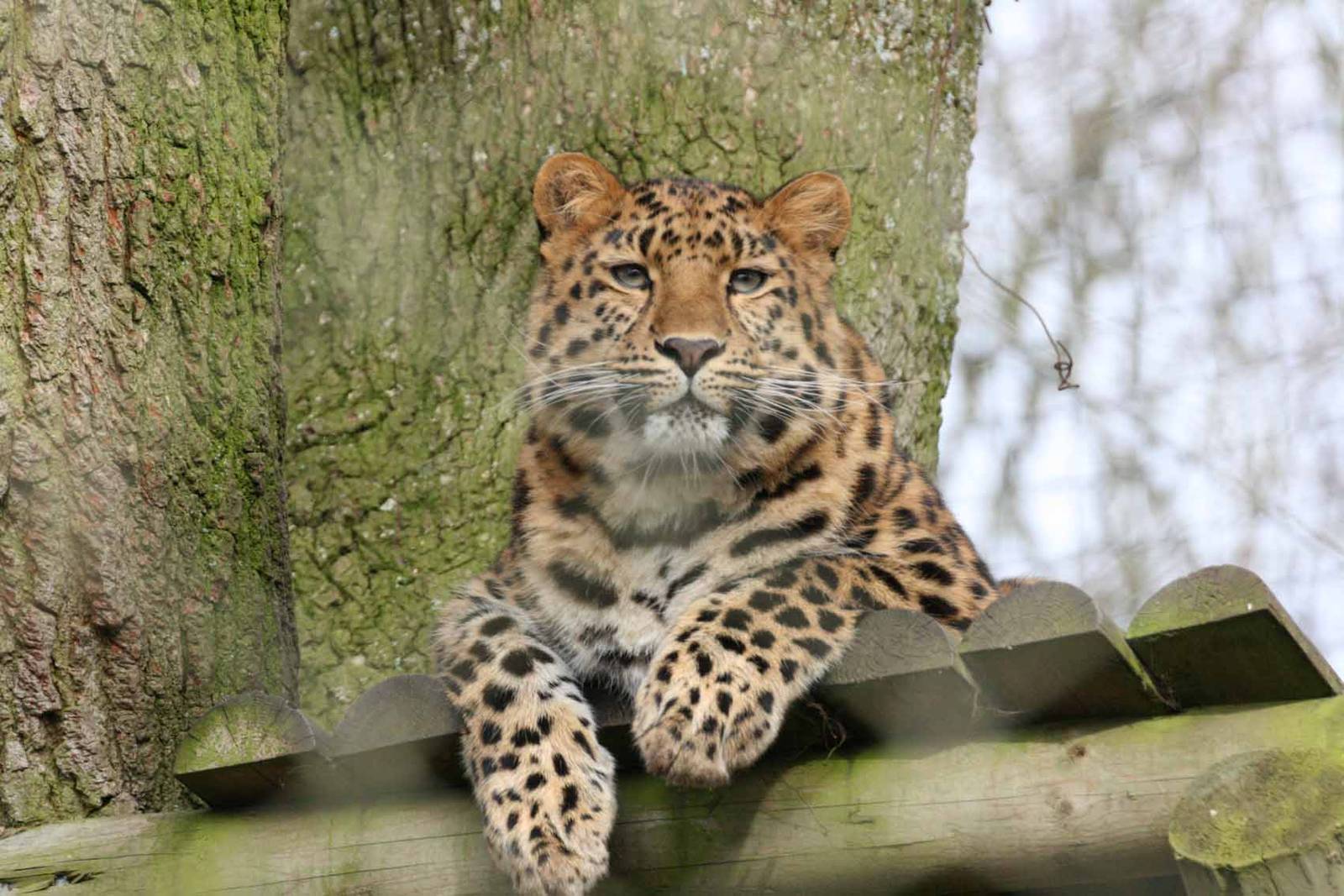 Amur Leopard, Marwell Wildlife