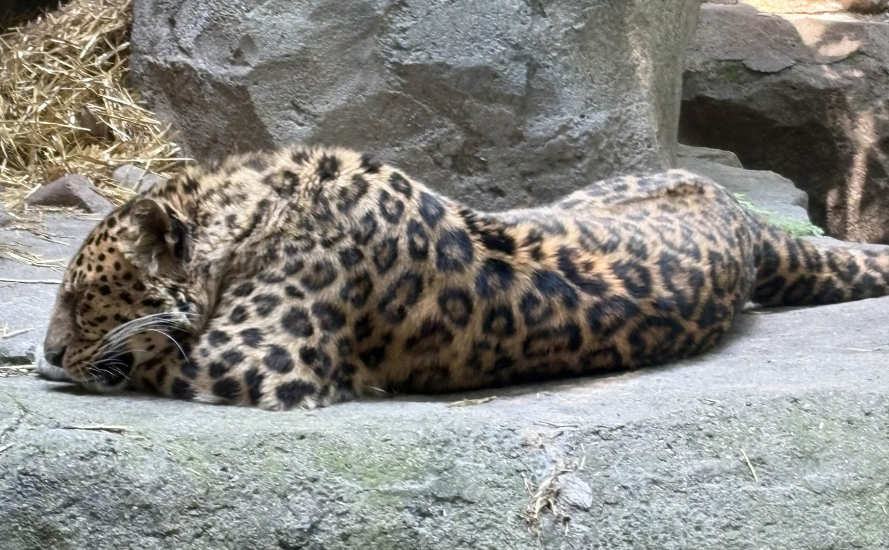 Amur Leopard - Minnesota Zoo, 5/26/2025