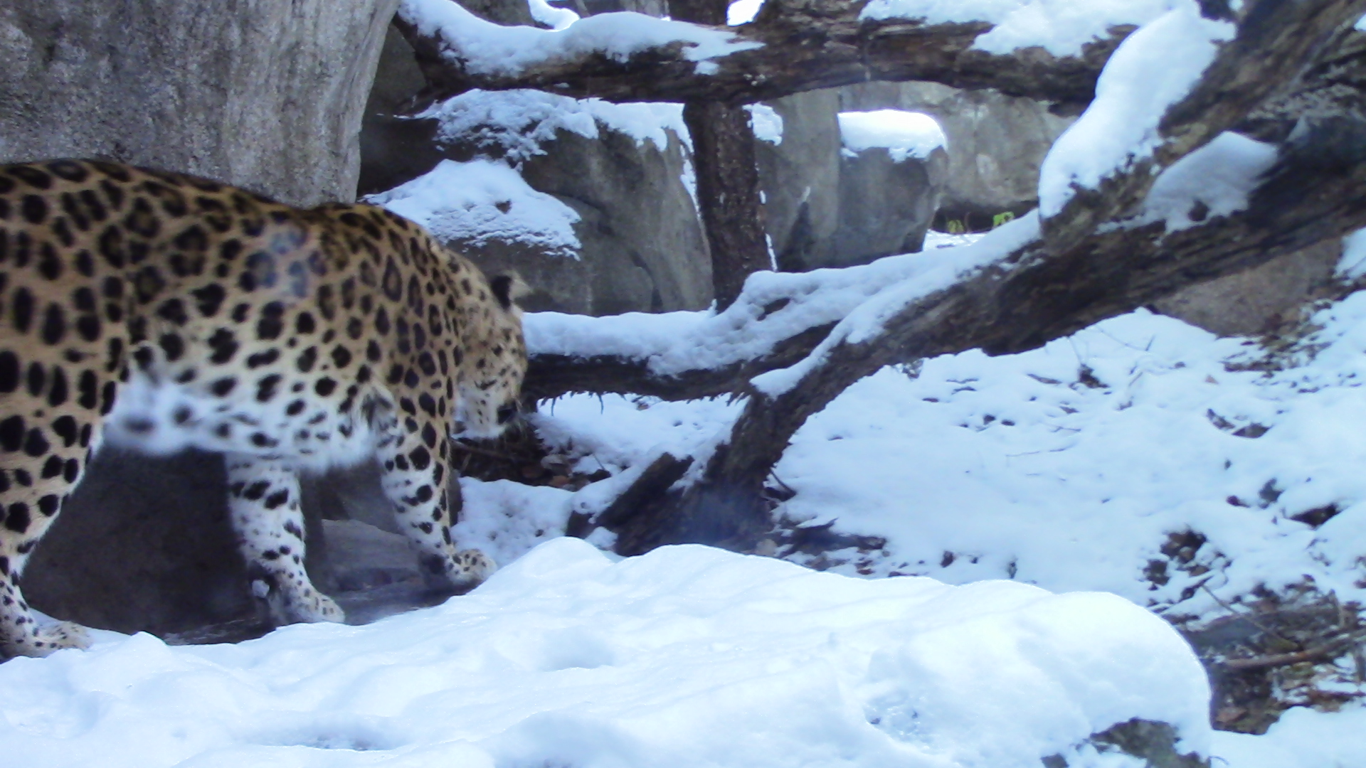 Amur Leopard-Minnesota zoo-Nov 13