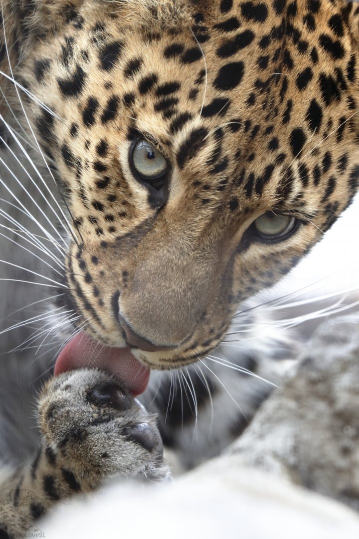 Amur Leopard Mirai