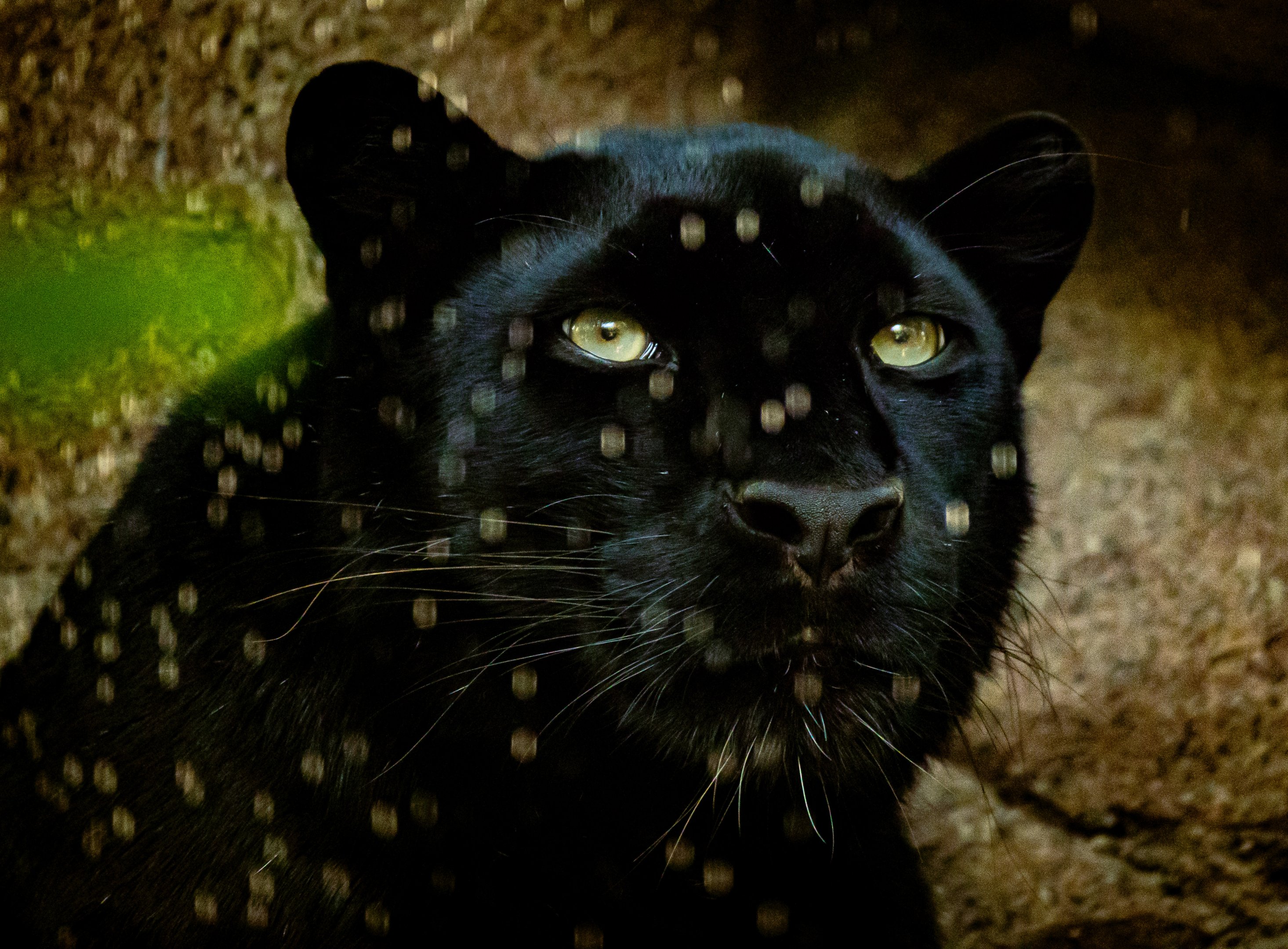 Amur Leopard “Mystique” being misted