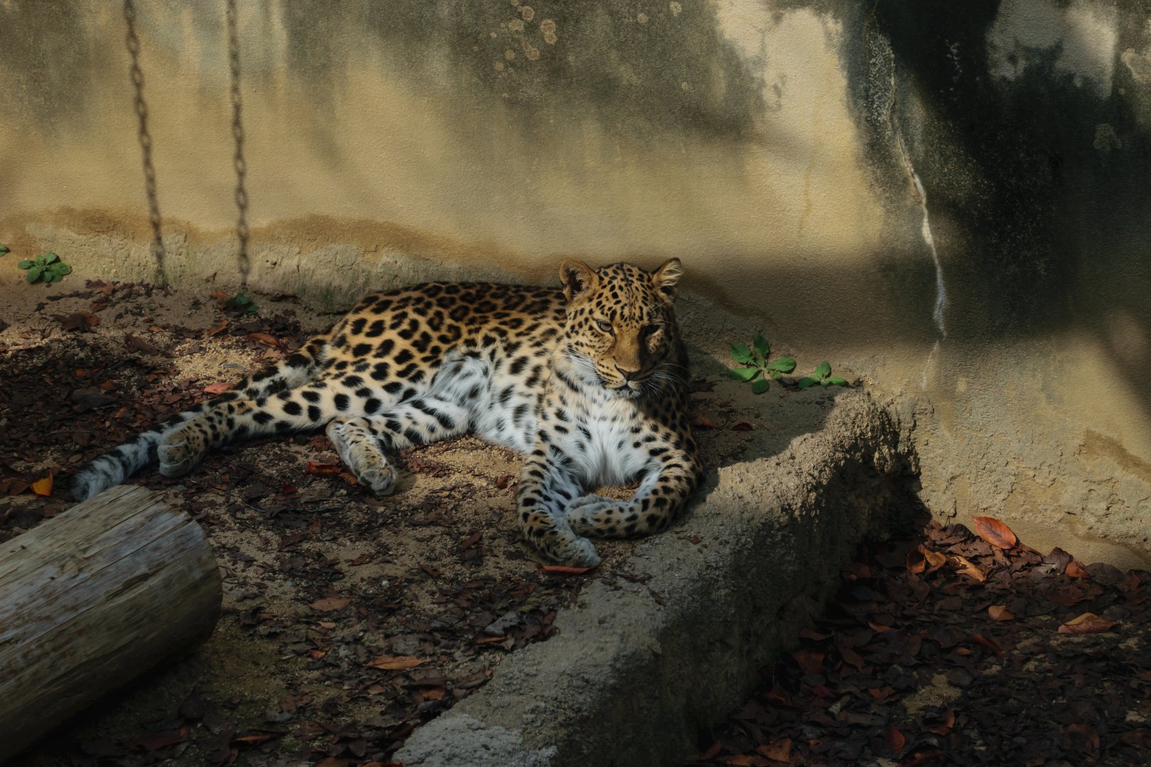 Amur Leopard, November