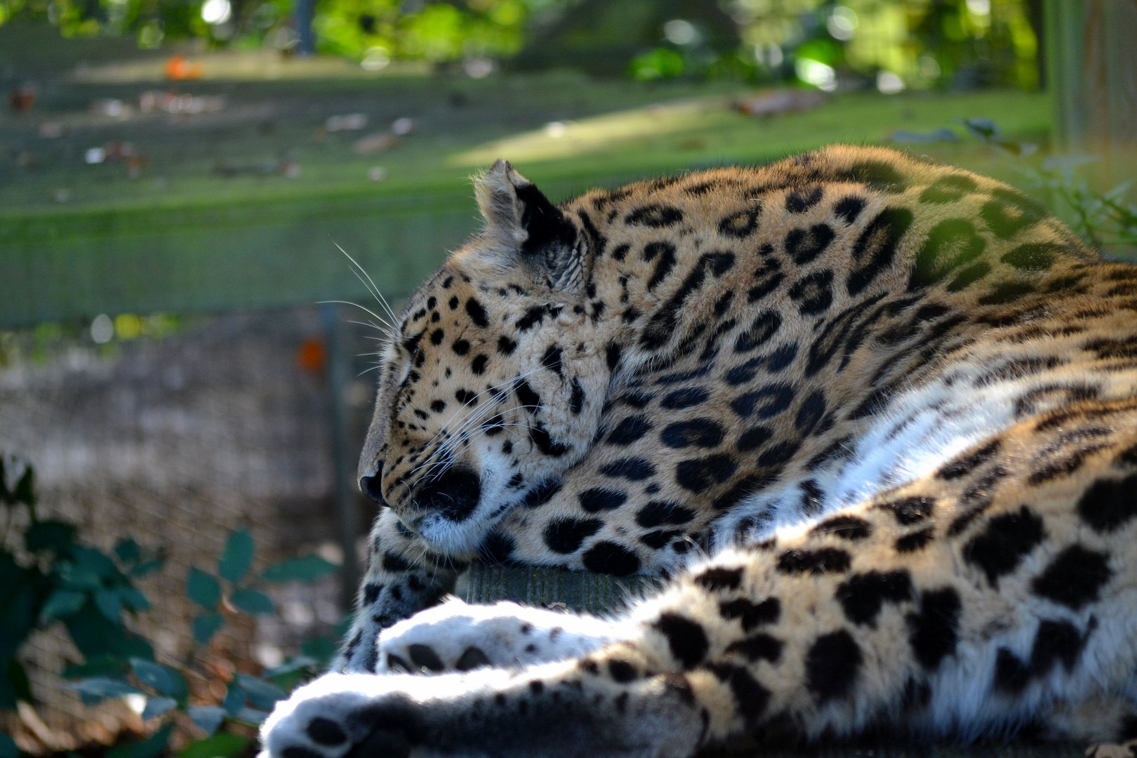 Amur Leopard - October 2016