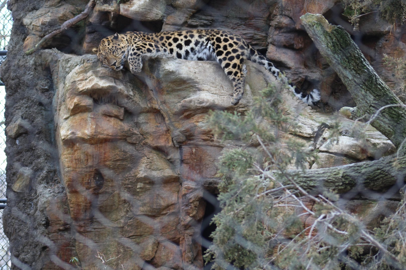 Amur Leopard on Ledge