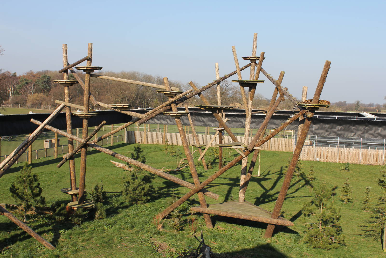 Amur Leopard open-top enclosure