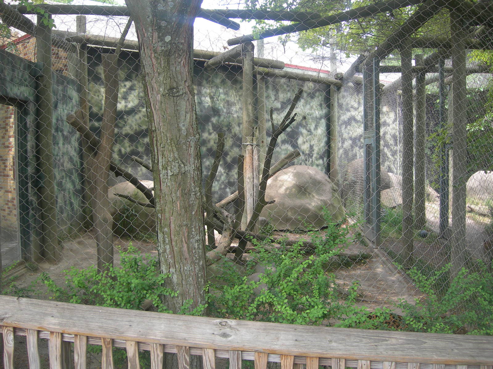 Amur Leopard outdoor Exhibit
