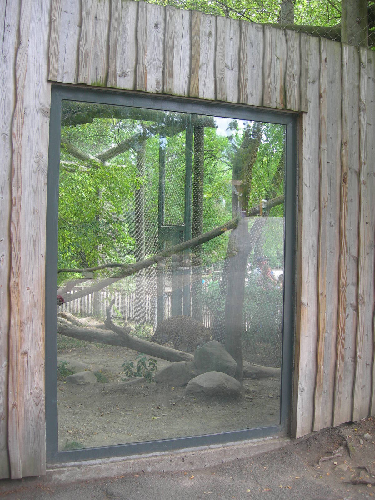 Amur Leopard outdoor viewing window