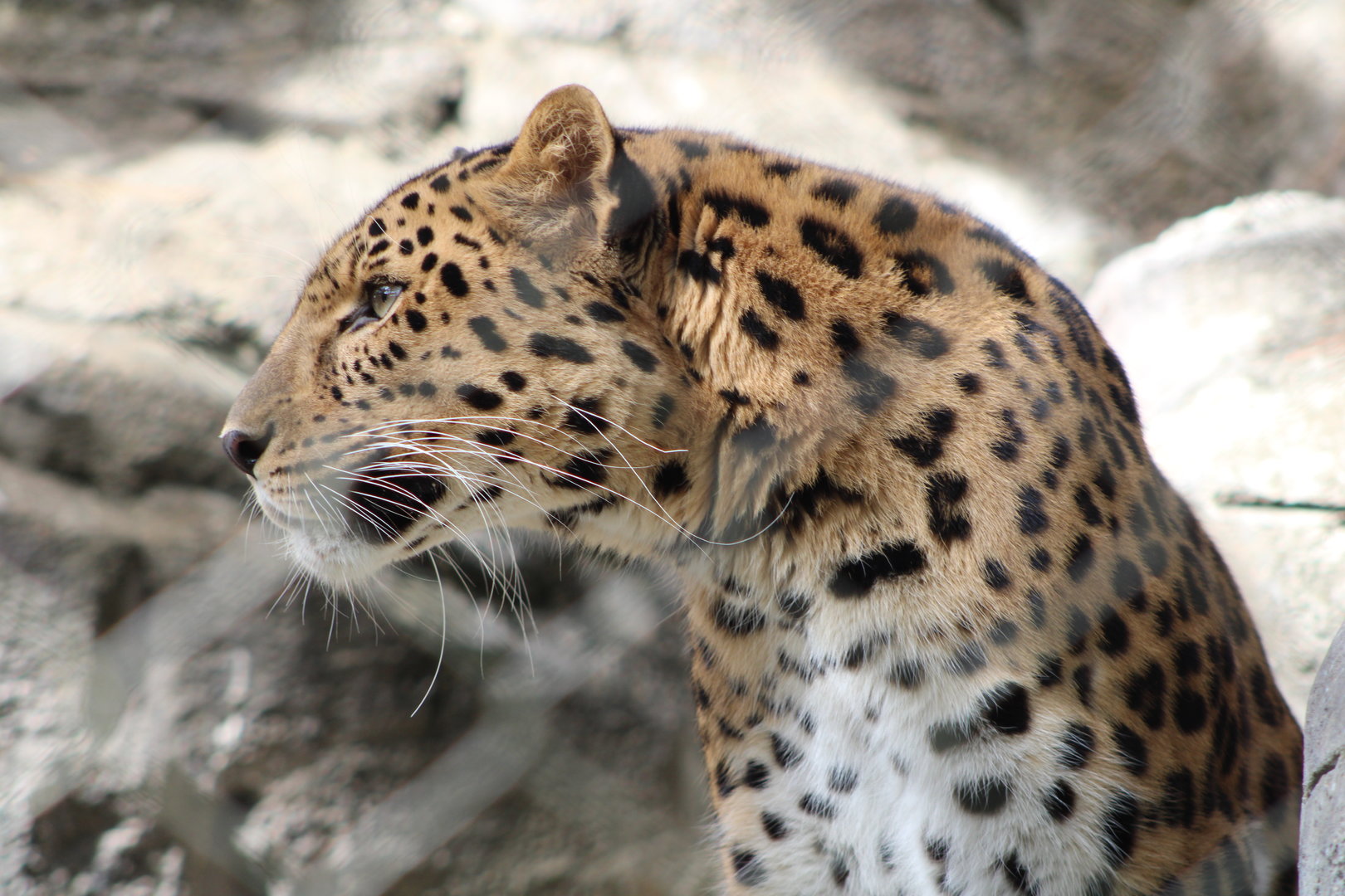 Amur Leopard (P. pardus orientalis)