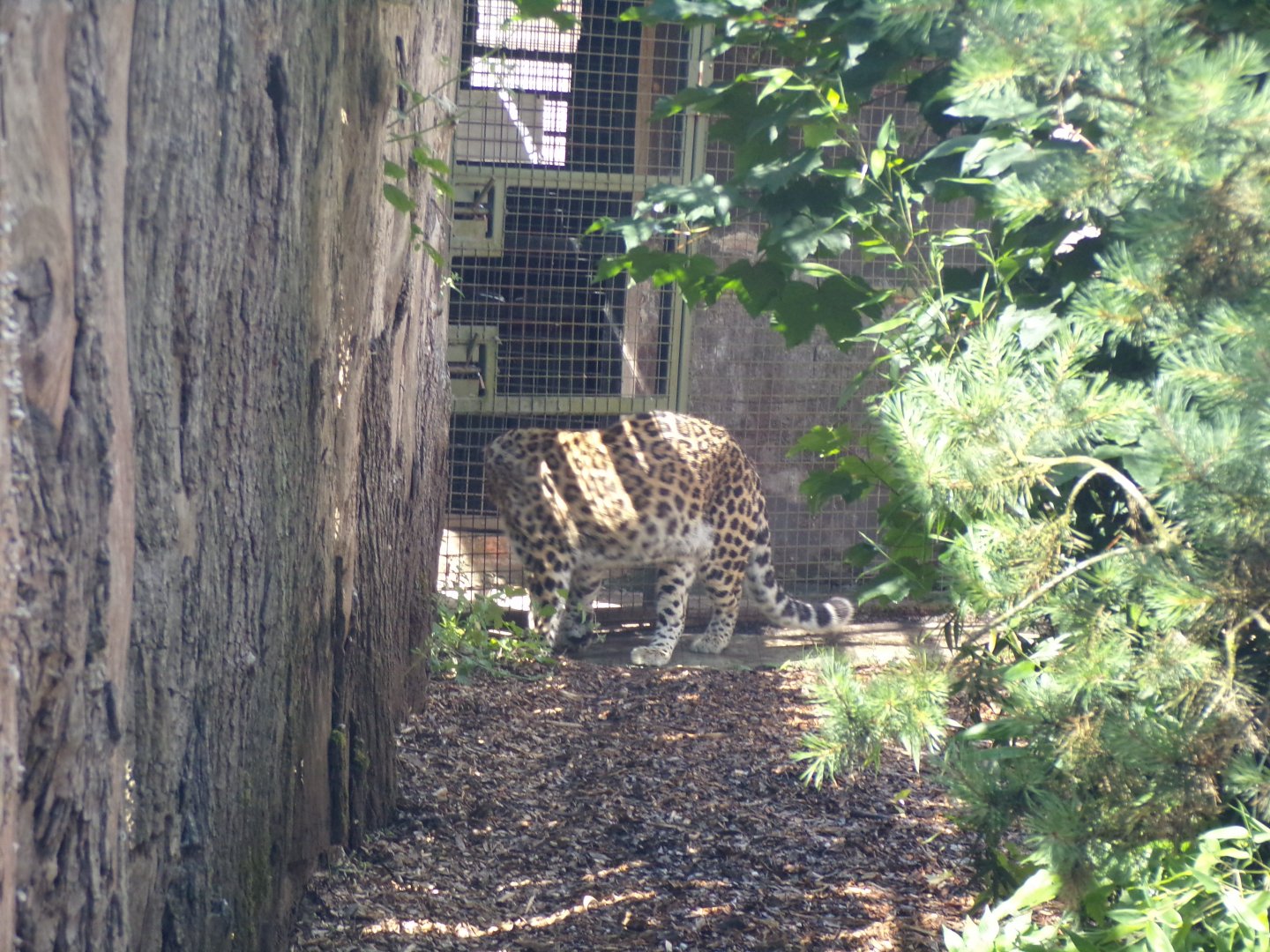 Amur leopard pacing 7.7.24