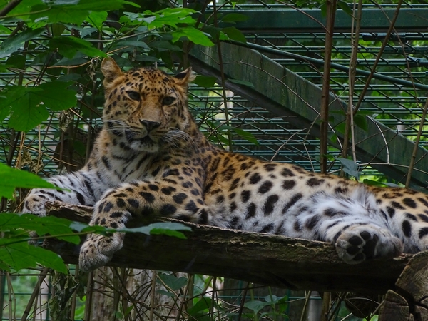 Amur leopard (Panthera pardus orientalis) (07/22)