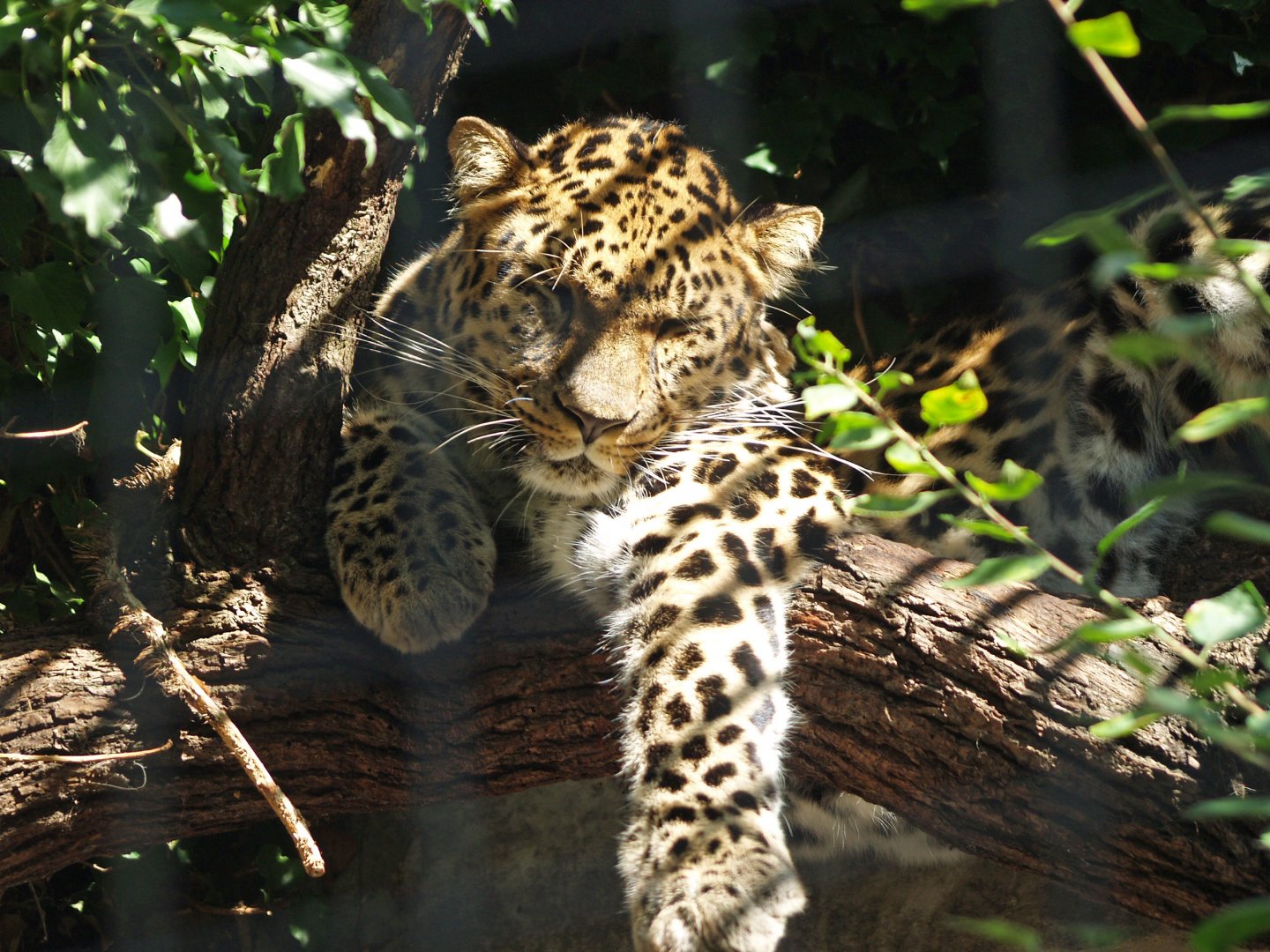 Amur leopard (Panthera pardus orientalis), 2009-08-30