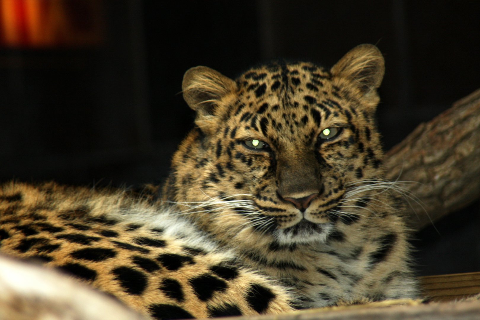 Amur leopard (Panthera pardus orientalis) 2010
