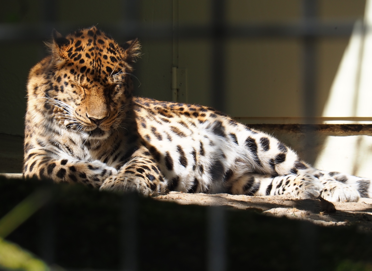 Amur leopard (Panthera pardus orientalis), 2019-04-20