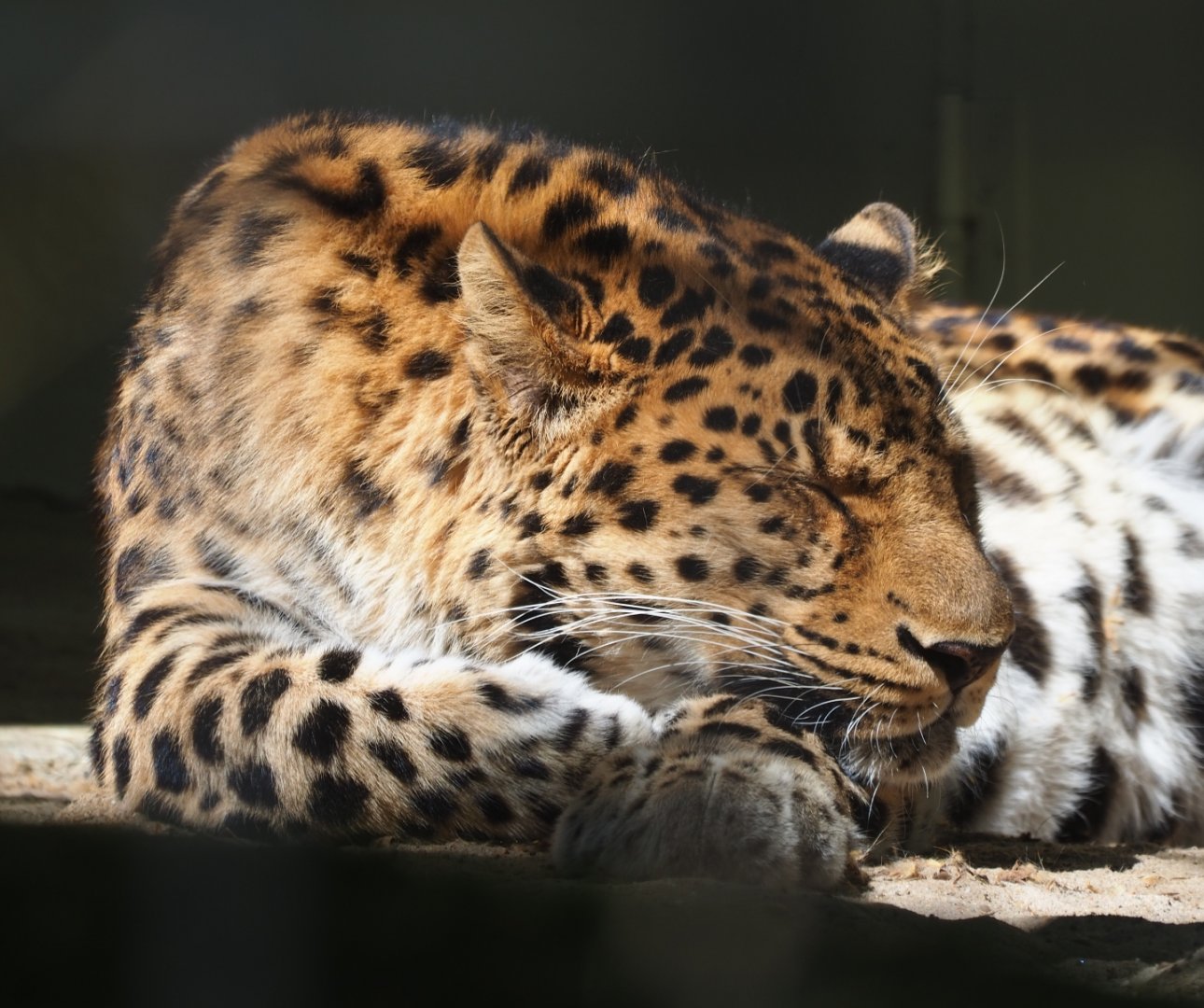 Amur leopard (Panthera pardus orientalis), 2019-04-20