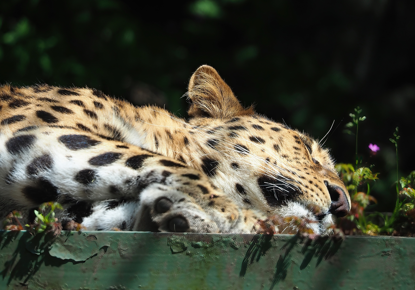 Amur leopard (Panthera pardus orientalis), 2023-05-19