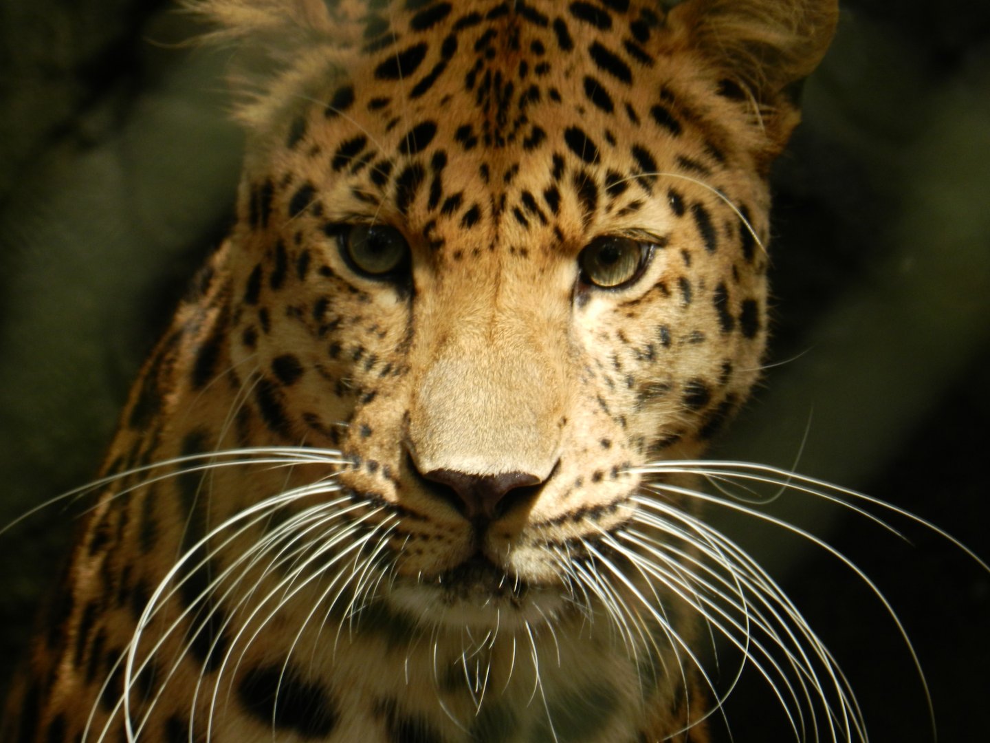 Amur Leopard (Panthera pardus orientalis) at Central Florida Zoo and Botanical Gardens