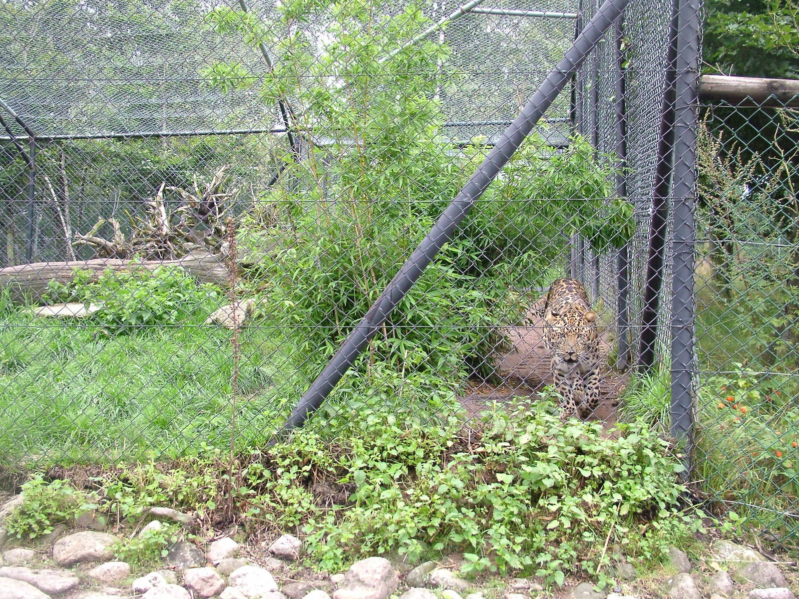 Amur Leopard (Panthera pardus orientalis) at Serengetipark Hodenhagen