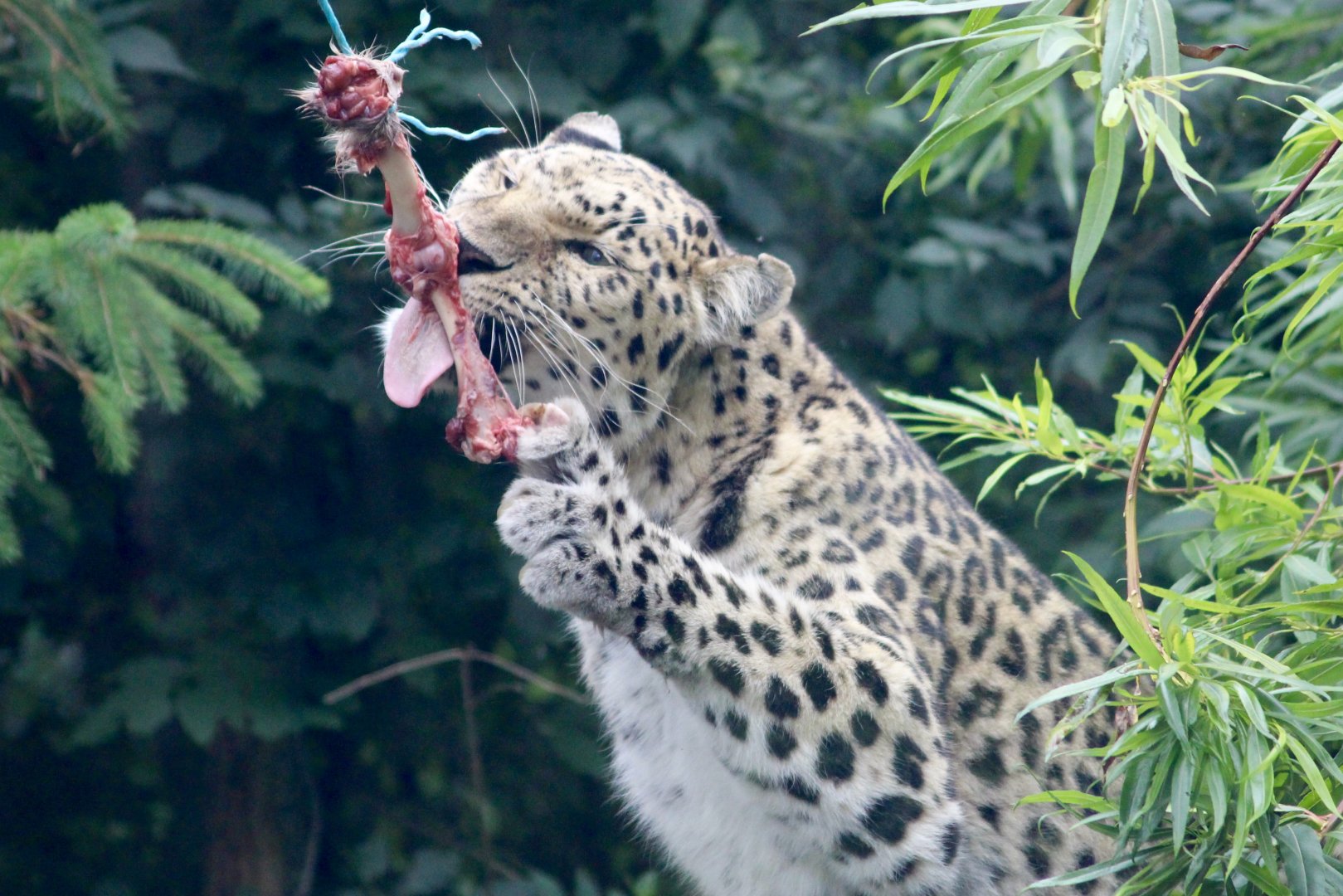 Amur leopard (Panthera pardus orientalis) at Tayto Park - 10/08/2021