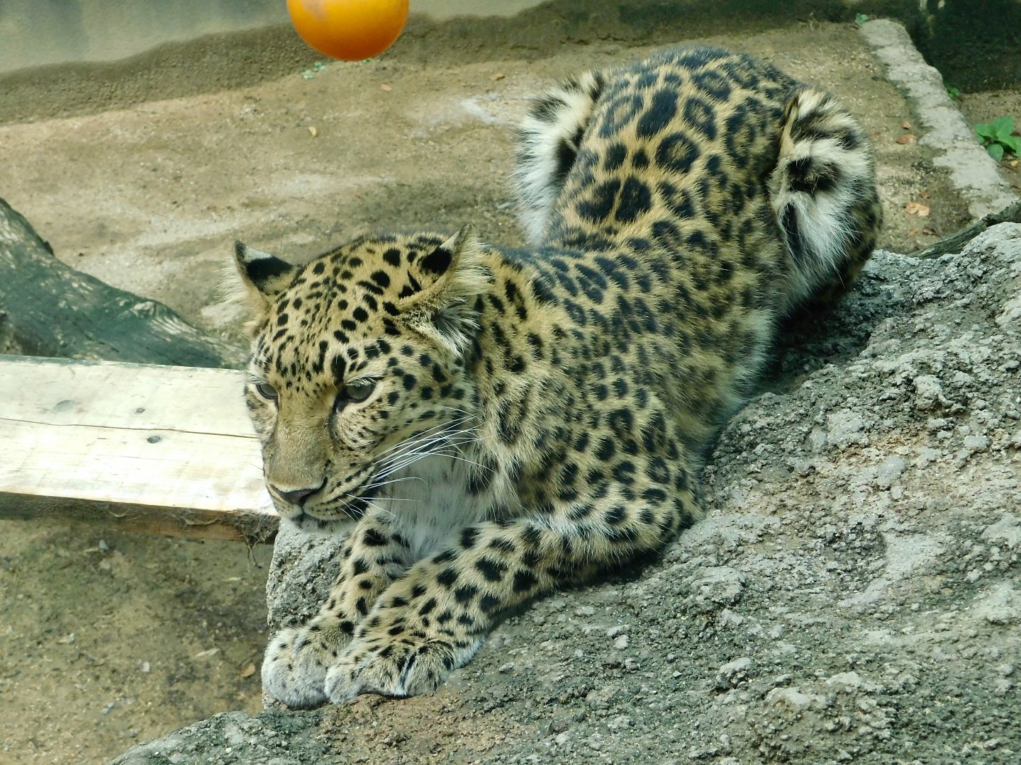 Amur Leopard (Panthera pardus orientalis) August 7, 2025