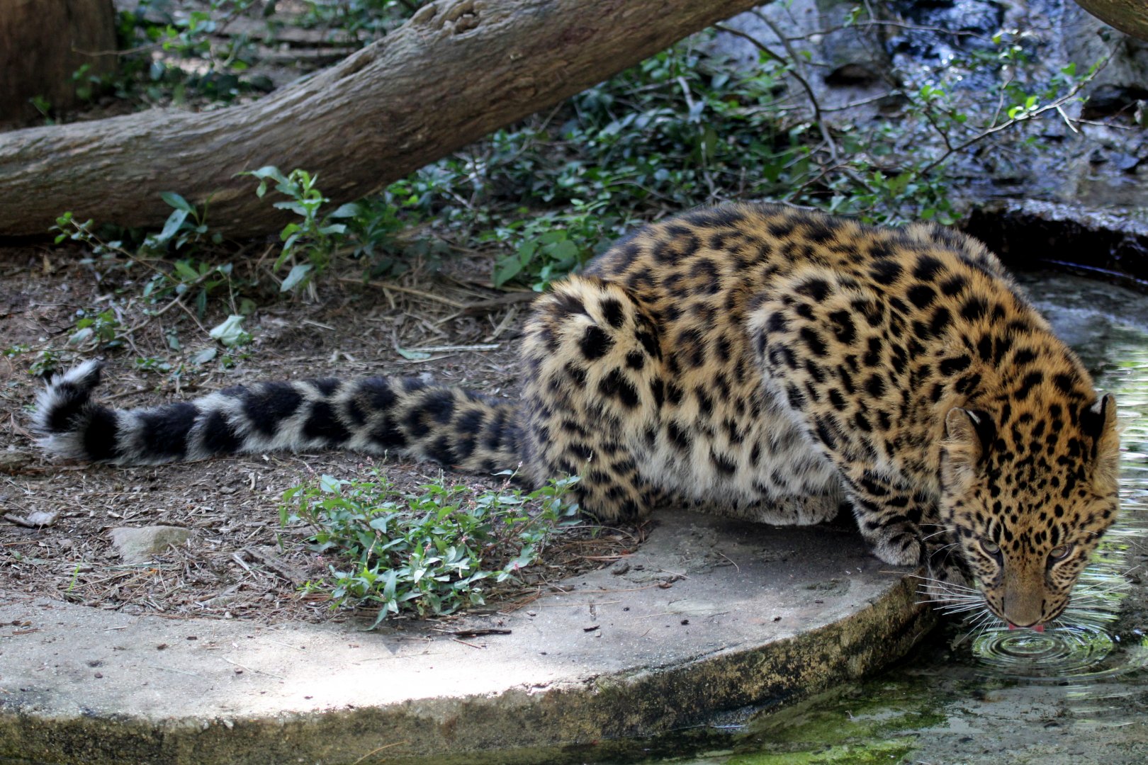 Amur Leopard (Panthera pardus orientalis) cub