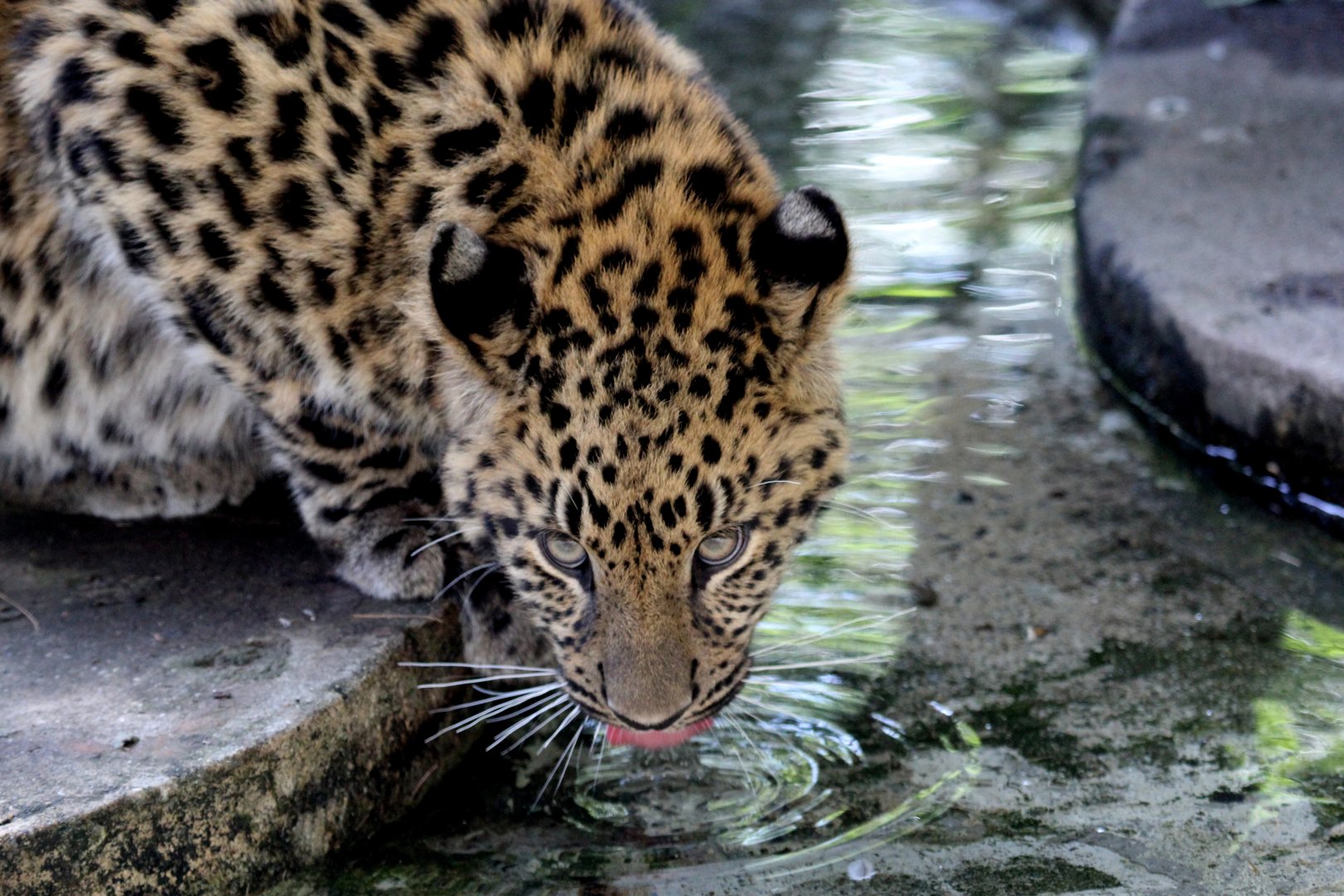 Amur Leopard (Panthera pardus orientalis) cub