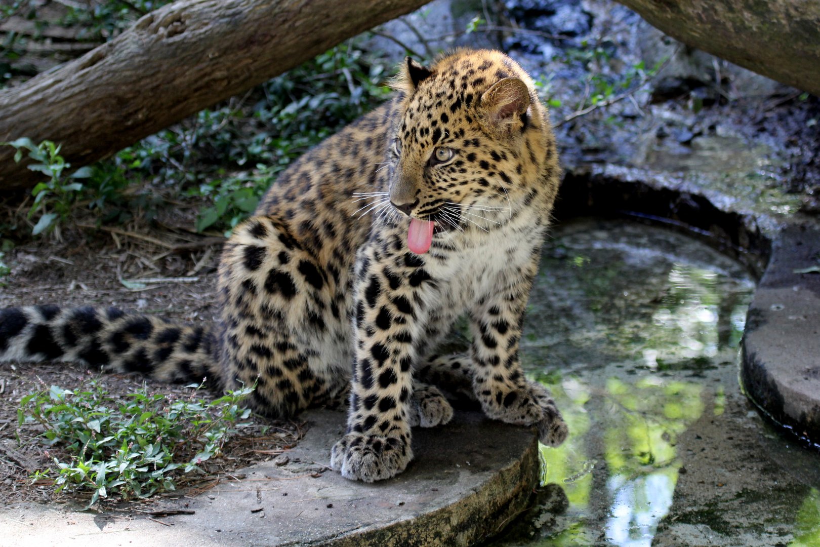 Amur Leopard (Panthera pardus orientalis) cub