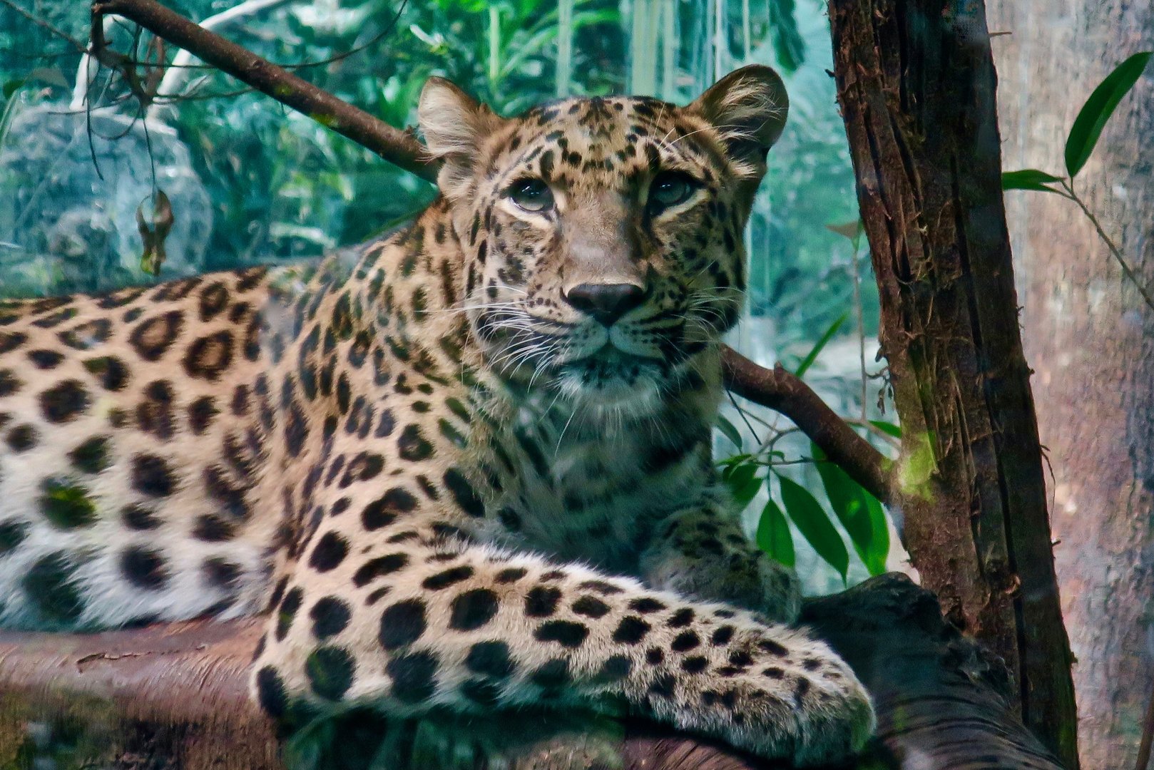 Amur Leopard (Panthera pardus orientalis) "Khazo"
