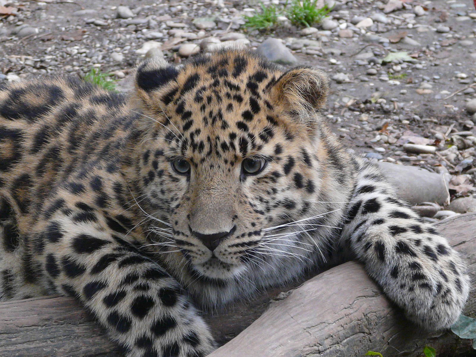 Amur leopard/ Panthera pardus orientalis